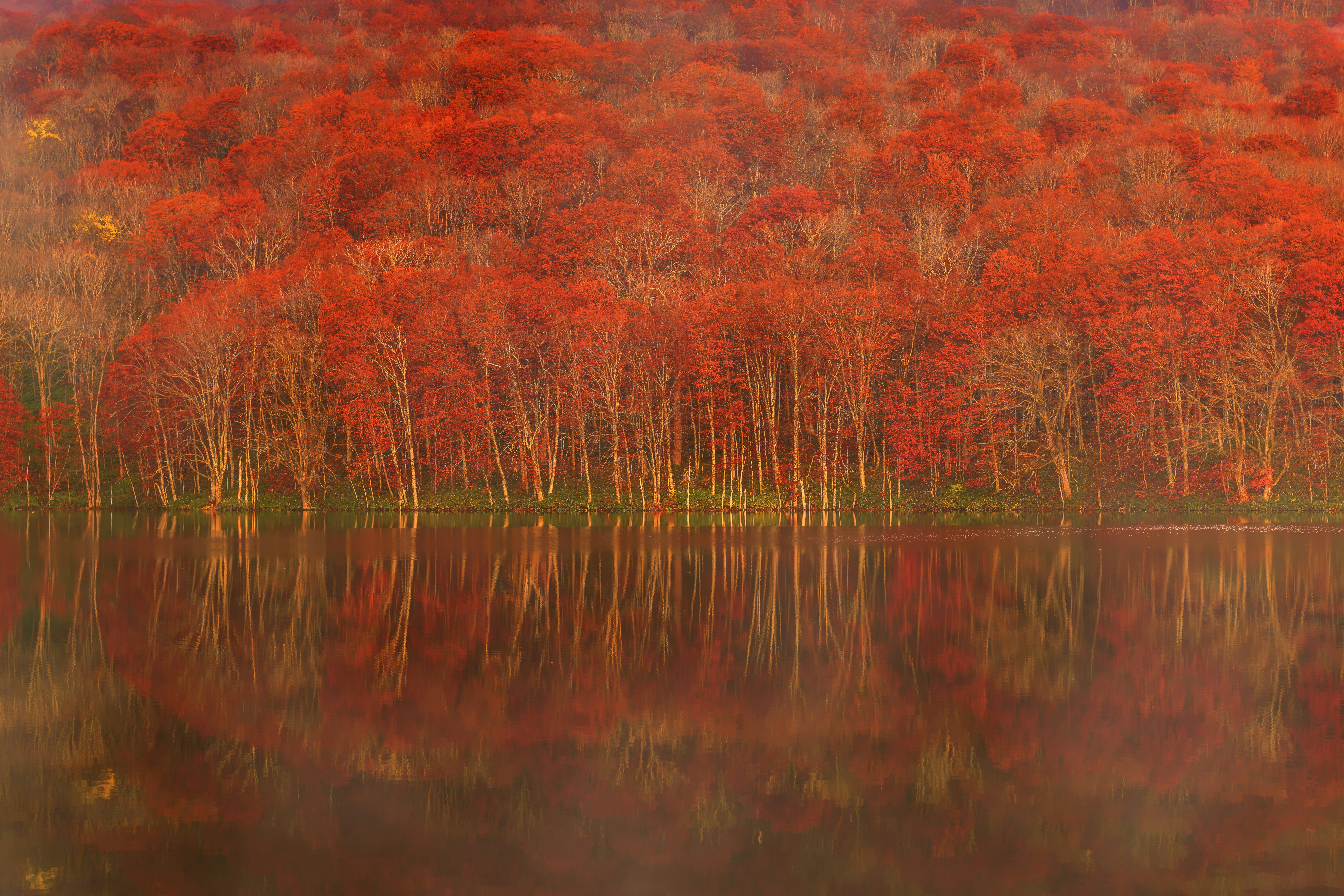 red and green trees beside body of water